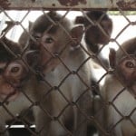 monkeys kept at Vanny Bio-Research in Cambodia