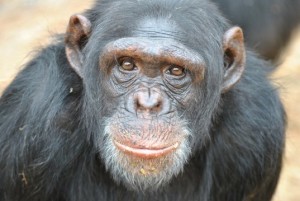 chimpanzee-537x359[1]