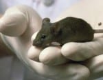mus brun i hand