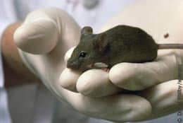 mus brun i hand