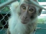 Mauritius monkey andet format