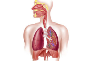 forsøgsdyrenes_værn_respiratory_system